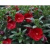Гибискус Hibiscus Cranberry Crush